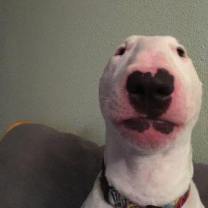 Zuxi1 avatar