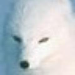 Player riceofbowl avatar