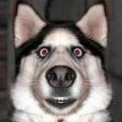 A_POIS avatar