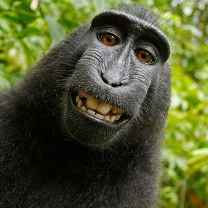 ICE4130 avatar