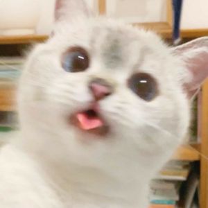 Rfnbrf avatar
