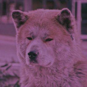 AmuR30