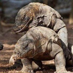 CraklKomodo
