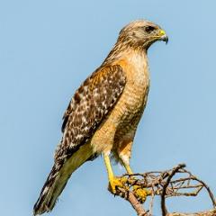 Hawkeye855 avatar