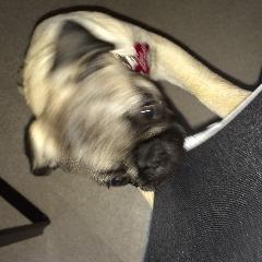 LauirtsWulff avatar