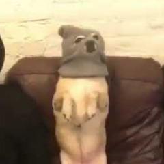 pdawg avatar