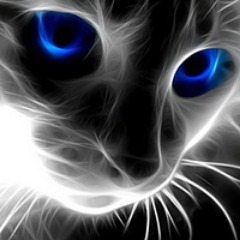 KotTHECat avatar