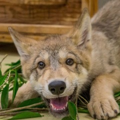 Gang oF Wolves
