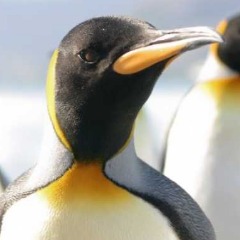 Salty Penguins