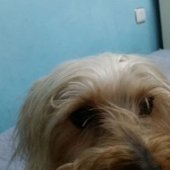 cachorritos