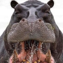 HiPPos