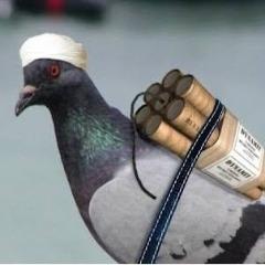 Pigeons