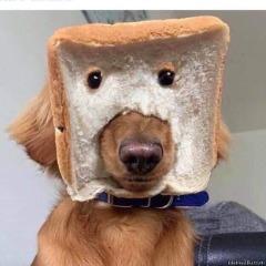 Dogmanieren