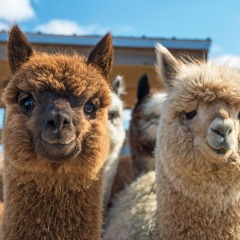 Cool Alpacas