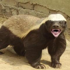 rato esquilo