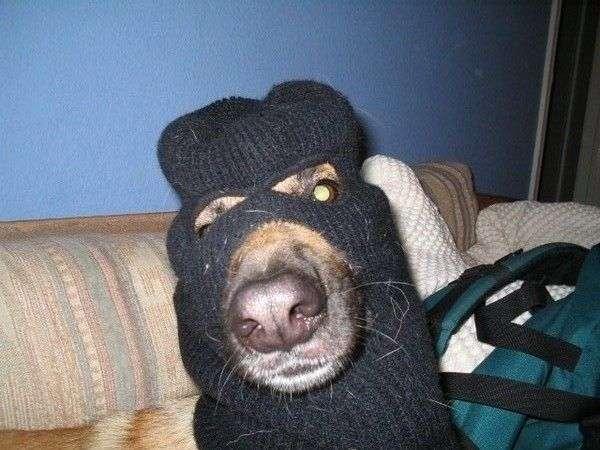 Dogs in Skimask