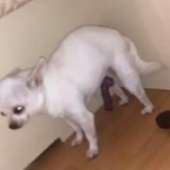 ViagraDoggo