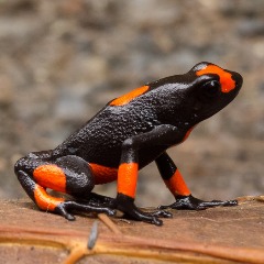 PoisonArrowFrog