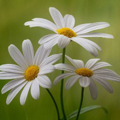 margarites