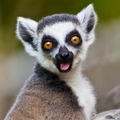 zywooPEEK