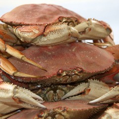 Team Crustacean