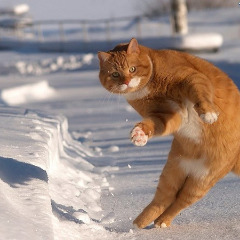Robaczki