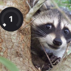 ChubbyRaccoons