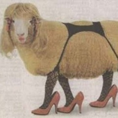 Sheep