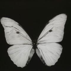 butterfly mode