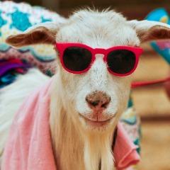 The SilentGoats