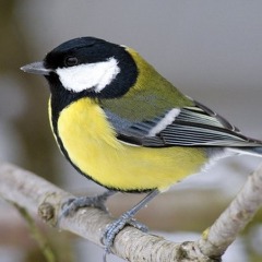 SIKORKI