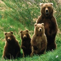 Soft Bears