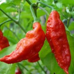 BHUT JOLOKIA