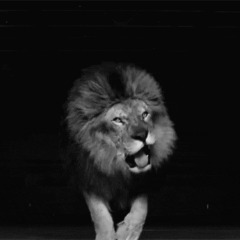 Lions Zoo