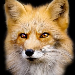 Desert Foxes