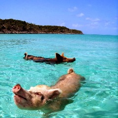 porc en vacance