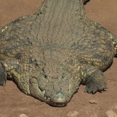 PashaTechnique