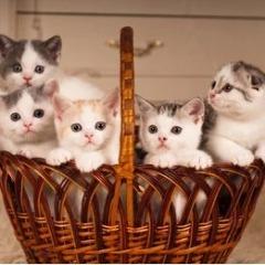 5 kittens
