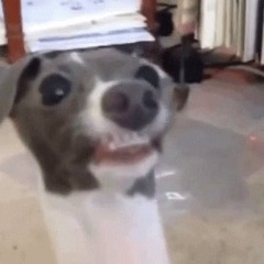 doggie
