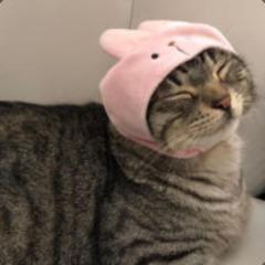 katt