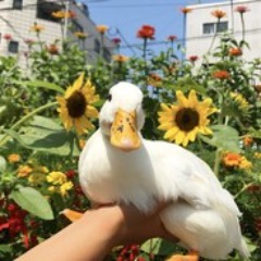 DuckeliDucks