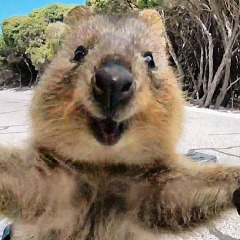 Quokka