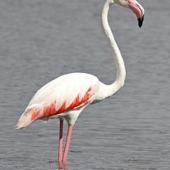 Flamants Roses