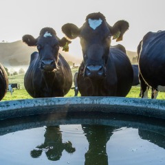 Cow Water Table