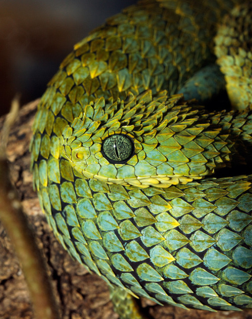 VitriolicVipers