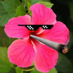 iThrowFlowers