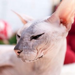 sphynxes