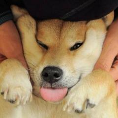 iksdee