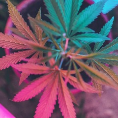 -Stayhigh