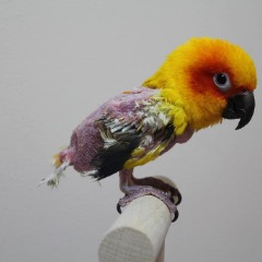 jubilau